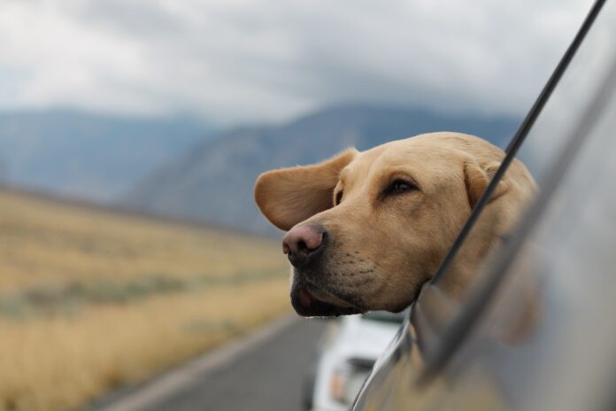 Planning a pet friendly road trip